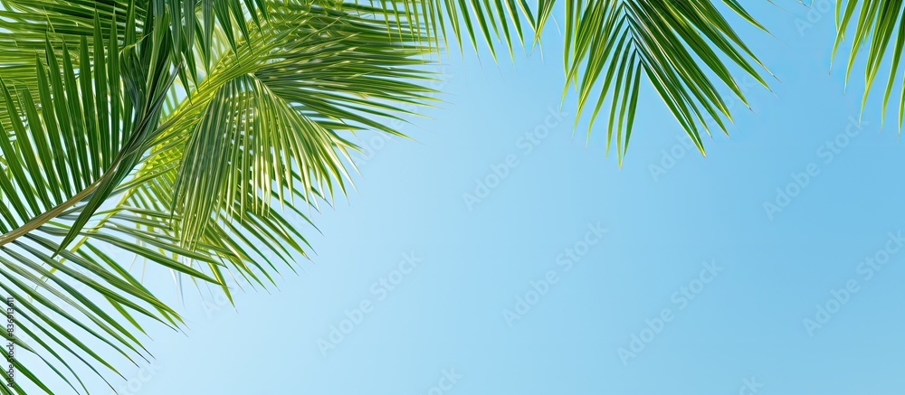 Aufkleber close-up view of lush tropical palm branches against a clear sky with copy space image.