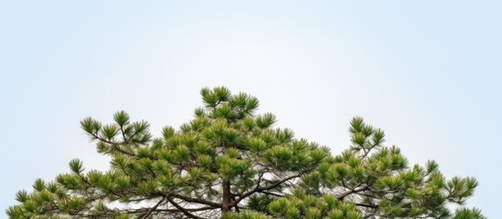 Fototapeta premium A pine tree featuring dense, sharp leaves, suitable for a copy space image.