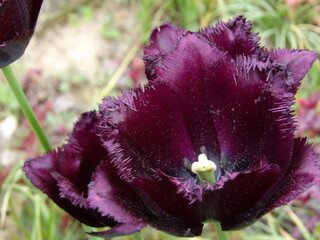 Zbliżenie na kwiat ciemnego tulipana