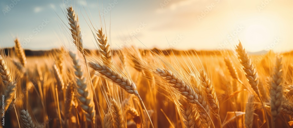 Poster A close-up view of a wheat field during sunset with a beautiful sky providing copy space image.