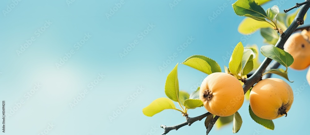 Poster an apple quince branch looks picturesque against a backdrop of a green garden and a blue sky, creati