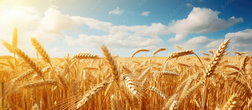 Poster ripe grain field with a copy space image.