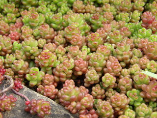 Zbliżenie na listki roślin z gatunku sedum © Kumulugma