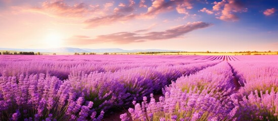 Fototapeta premium Stunning lavender field showcasing beautiful nature with vibrant flowers in a tranquil setting, perfect for a copy space image.