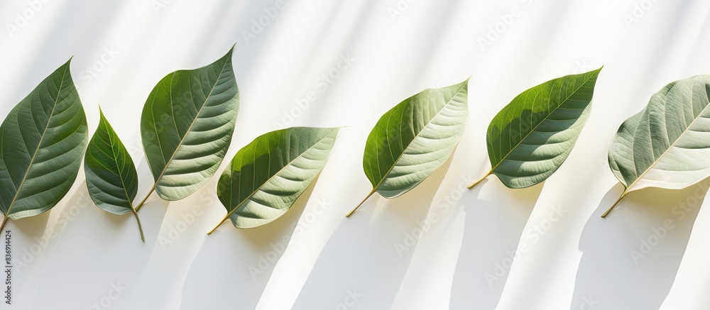 Poster natural shadows of leaves on a white textured background perfect for product presentations, backdrop