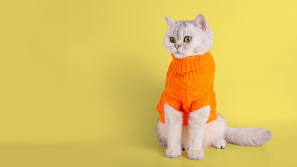 A charming white kitty in a yellow sweater, sitting on a yellow background