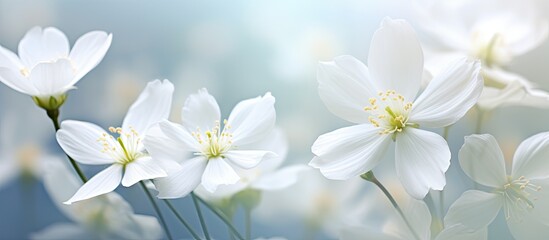 Fototapeta premium White flowers blooming beautifully with a copy space image.