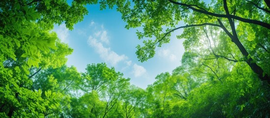 Fototapeta premium Lush green forest trees with branches, set against a clear sky background, providing fresh oxygen, in a copy space image.