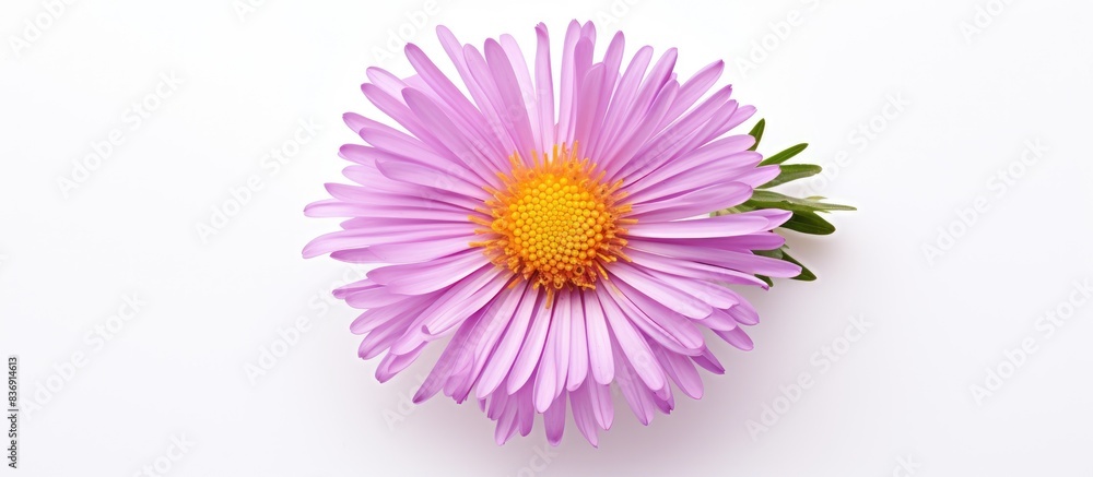 Poster alpine aster flower on white background with copy space image.