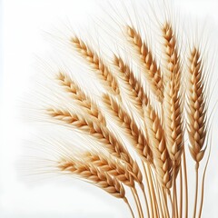 Wheat ears isolated on white background