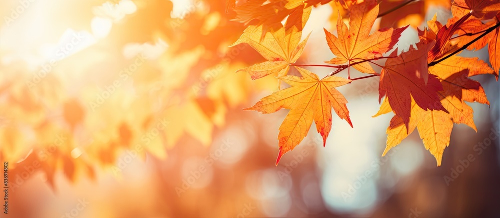 Poster a stunning fall scenery with sunlight filtering through golden maple leaves in a vibrant autumn sett