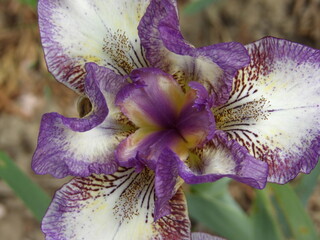 Zbliżenie na kwiat irysa © Kumulugma