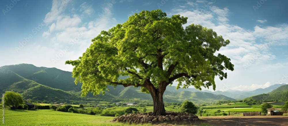 Poster Mulberry tree growing in a farm setting with a beautiful scenic background perfect for a copy space image.