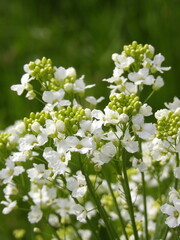 Zbliżenie na białe kwiaty chrzanu © Kumulugma