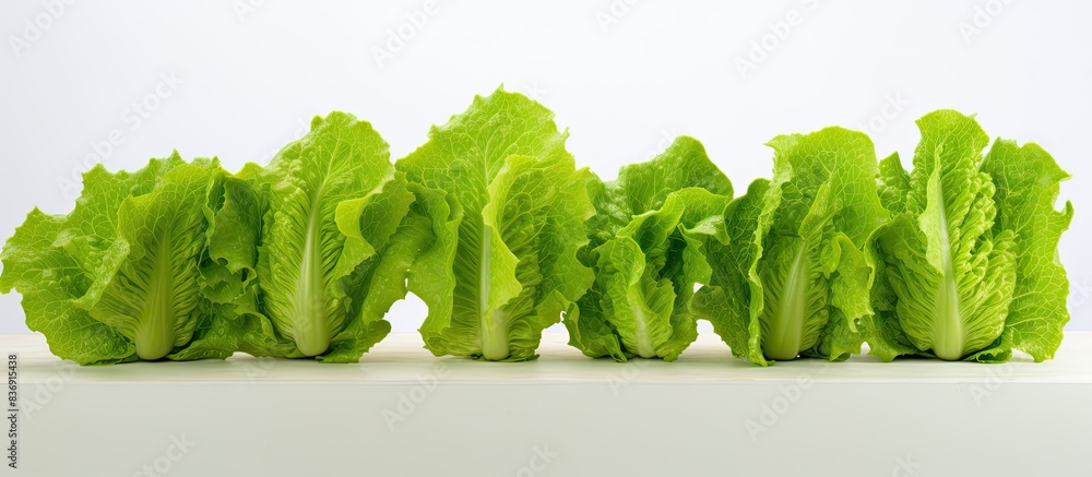 Poster fresh lettuce leaves on a blank background with copy space image.