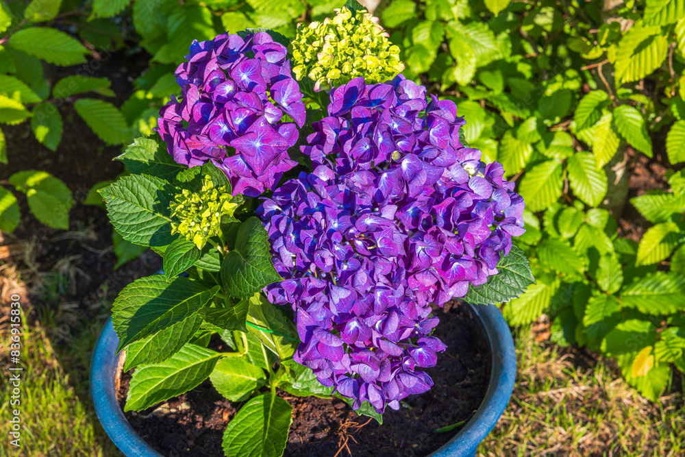 Wall mural Close-up view of purple hydrangea flowers in a garden pot against a green garden background.