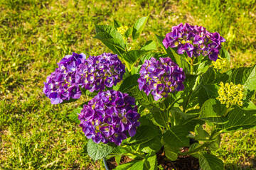 Close-up of purple hydrangea blooms against a lush green garden backdrop.