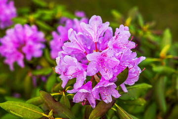 Close-up of a pink rhododendron flower with raindrops on a summer day.