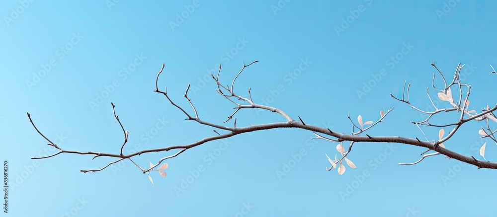 Leinwandbilder tree branches reaching into the clear blue sky, creating an idyllic copy space image.