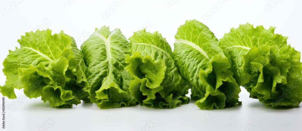 Poster Fresh lettuce leaves on a blank background with copy space image.