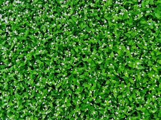 Green leaves carpet & little white flowers background pattern. Spring green foliage young leaves white small flowers texture eco background. Natural soccer lawn green grass leaves & white tiny flowers