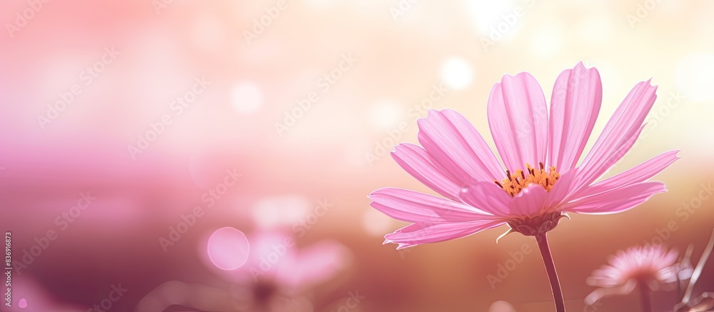 Poster pink flower in abstract background with copy space image, basking in lovely sunlight.