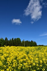 Fototapeta premium A field under a blue sky, Sainte-Apolline, Québec, Canada