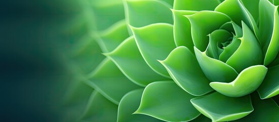 Obraz premium Close-up image of a vibrant green succulent leaf with copy space.