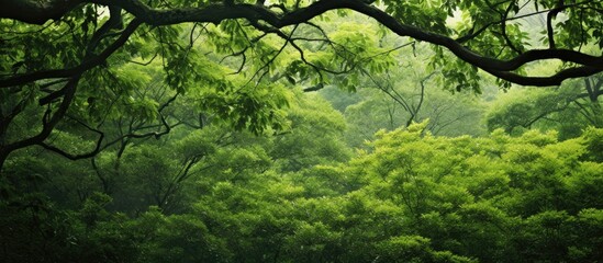 A contemporary and exquisite photograph showcasing lush green tree branches in a forest setting, with ample copy space image.