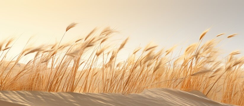 Amidst the Bledow Desert, Marram grass (Ammophila arenaria) stands gracefully, creating a scenic landscape, perfect for a copy space image.