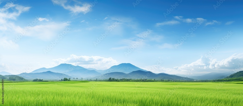 Poster field of rice with a vast landscape, providing a serene backdrop for a copy space image.
