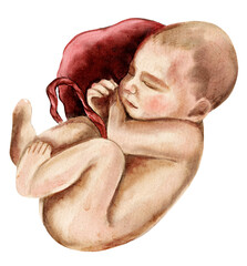 Newborn in womb. Watercolor raster, realistic illustration on a white background. For cards, posters, stickers and professional design. 