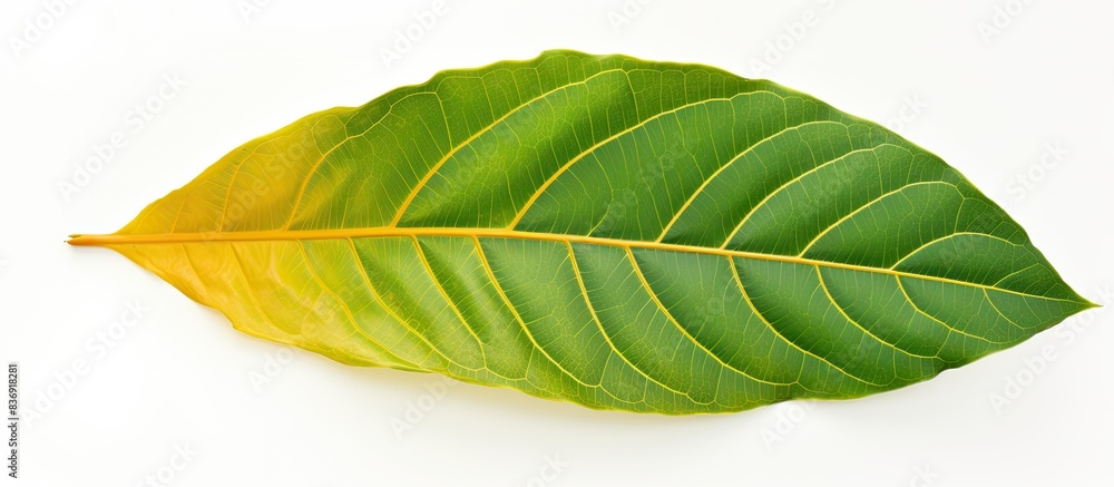 Poster croton leaf isolated on white background with copy space image.
