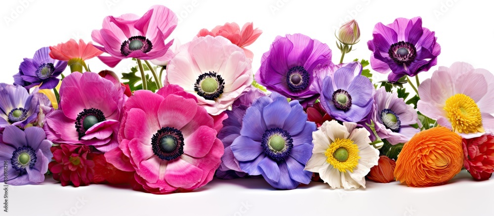 Poster Vibrant anemones in a colorful bouquet isolated on a white background with copy space image.