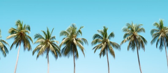 Fototapeta premium Coconuts trees in rows in park against blue background.