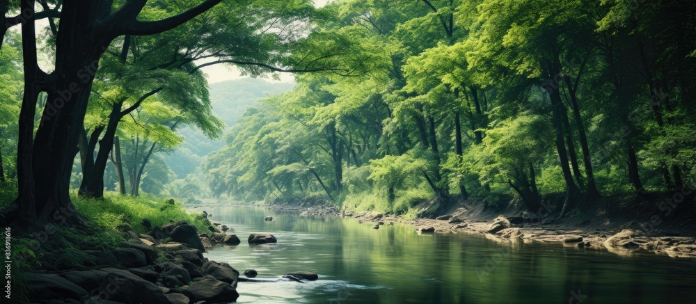 Poster Trees beside a river in a forest, close-up shot with copy space image.