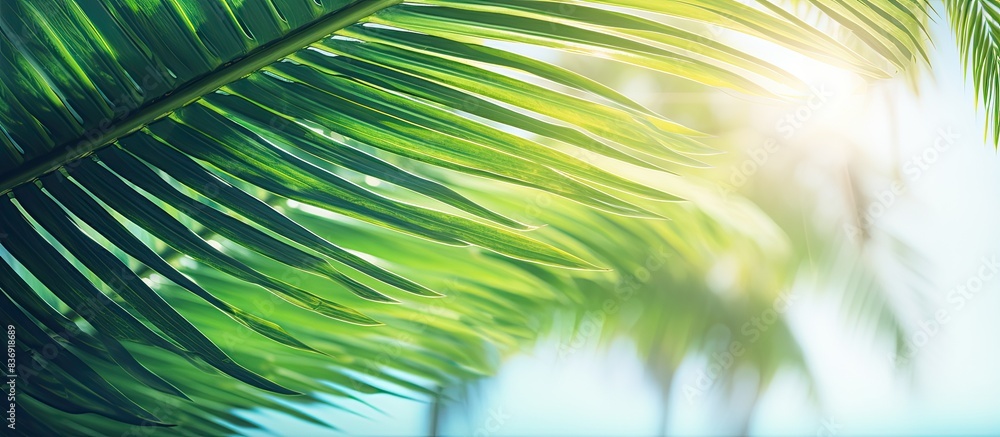 Poster a blurred image of a stunning green palm leaf on a tropical beach with sunlight filtering through, c