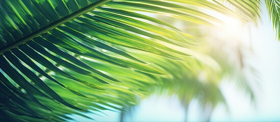 A blurred image of a stunning green palm leaf on a tropical beach with sunlight filtering through, creating an abstract background. Ideal for summer vacation and business travel