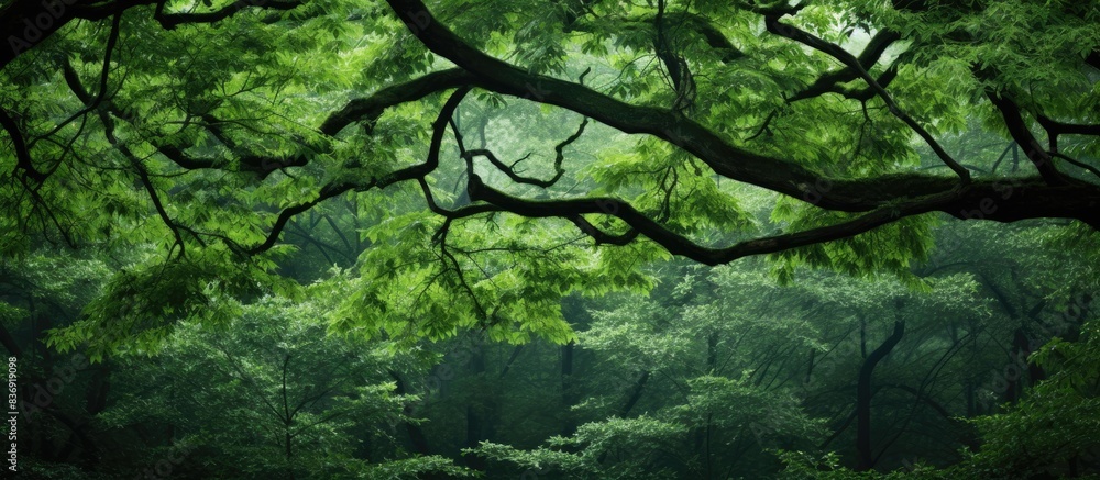 Poster a contemporary and exquisite photograph showcasing lush green tree branches in a forest setting, wit