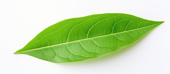 Fototapeta premium Isolated green leaf on a white background, with copy space image.