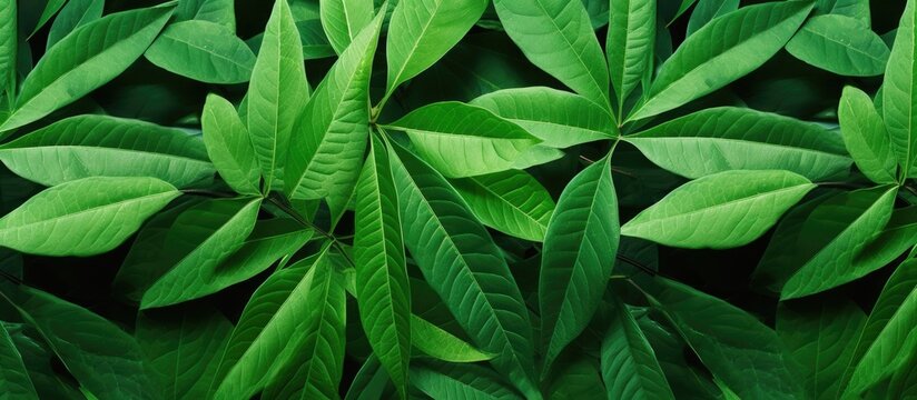 Cassava leaves susceptible to disease and pests, affected by both biotic and abiotic factors, rendering them damaged; copy space image.