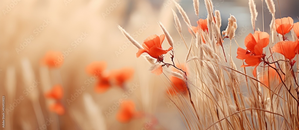 Poster red and orange flowers stand out against a backdrop of dry brown grass and greenery, creating an att