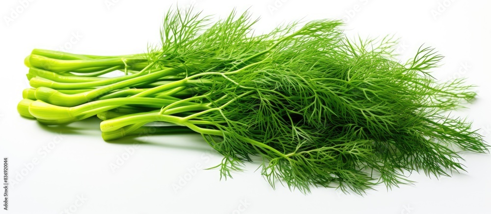 Poster copy space image of fresh dill on a white background.