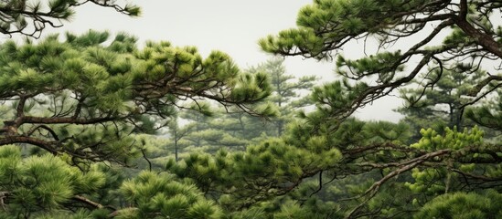 A pine tree featuring dense, sharp leaves, suitable for a copy space image.