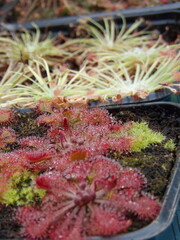 Zbliżenie na rozety roślin z gatunku drosera © Kumulugma
