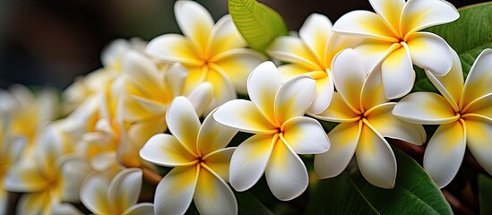 Close-up image of white and yellow frangipani flowers with a leafy background.