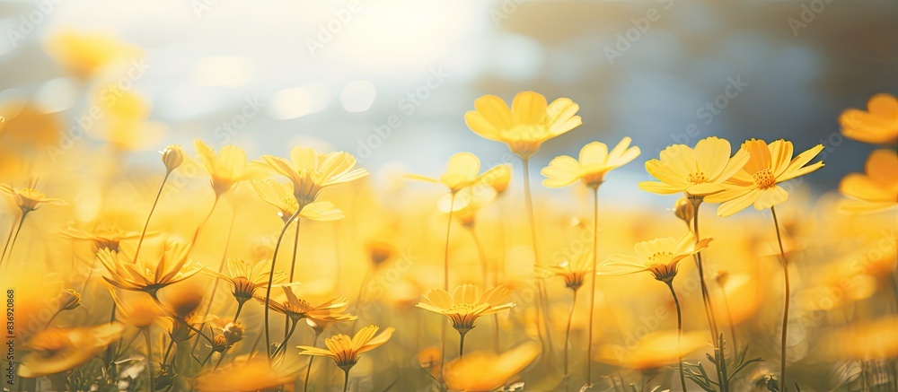 Aufkleber Blurred yellow flowers in a natural or park setting create a scenic backdrop with copy space image for travelers to enjoy.