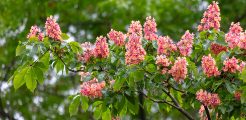 Red chestnut flowers on a tree in spring