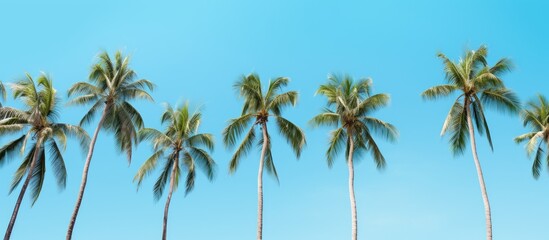 Coconuts trees in rows in park against blue background.