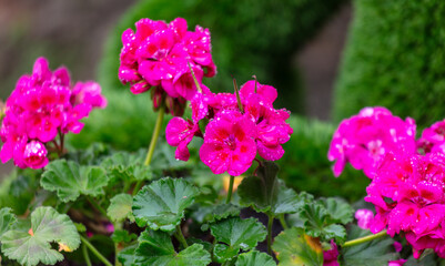 Rose flower in drops of water in the park